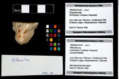 Foto (Objekt + Etikett) von Pithonoton sp.  (NHMW-GEO-1990-0041-4767)